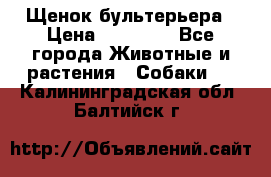 Щенок бультерьера › Цена ­ 35 000 - Все города Животные и растения » Собаки   . Калининградская обл.,Балтийск г.